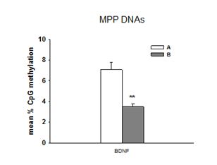 Figure 1. Pourcentage moyen de méthylation de la région cible du promoteur du gène BDNF, entre les 2 groupes (Groupe A : avant traitement, groupe B : après traitement). ** p&<0,01.