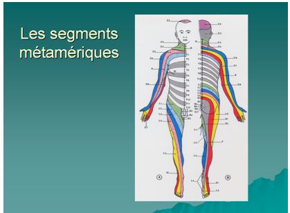 Les segments métamériques